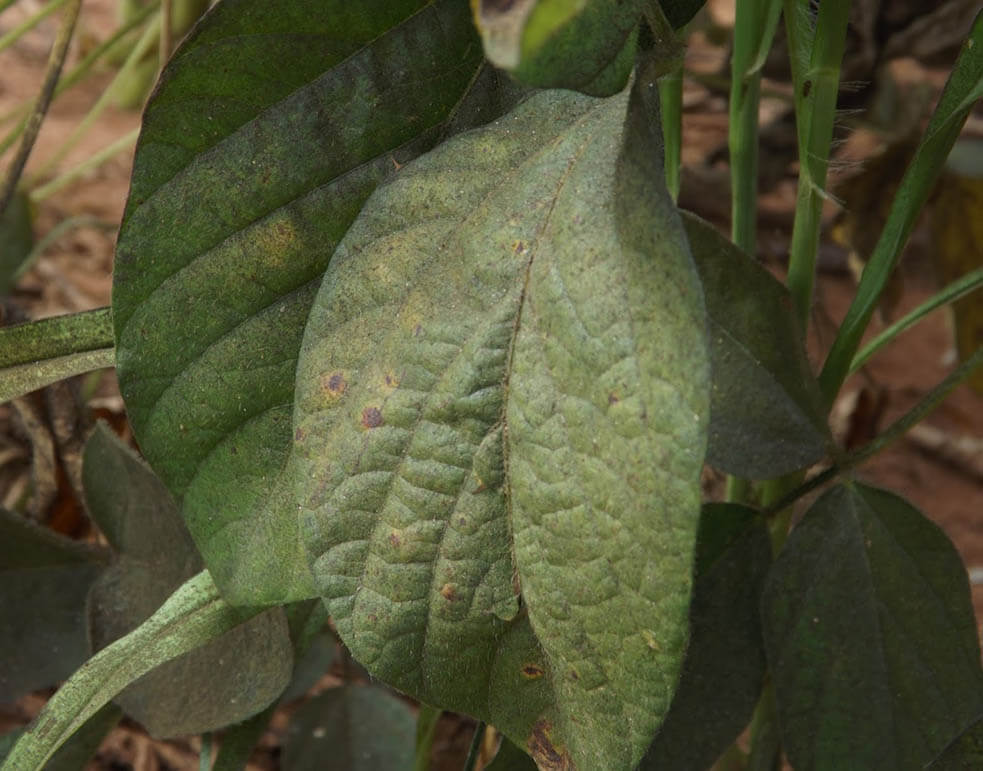 Fumagina
